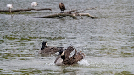 Canada goose cleaning and flapping wings in the water.