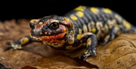 Monchique Fire Salamander (Salamandra salamandra crespoi)