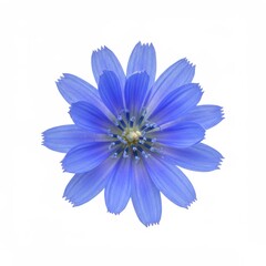 Fototapeta premium Blue Chicory Flower on White Background - A single blue chicory flower, isolated on white. Symbolizing purity, serenity, delicacy, resilience, and natural beauty