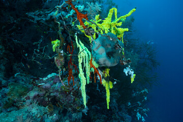 Ascidie coloniali multicolore della famiglia Didemnidae, su parete corallina, mar rosso 