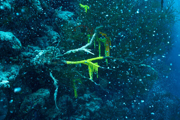 Ascidie coloniali multicolore della famiglia Didemnidae, su parete corallina, mar rosso , con bolle di aria che simulano una nevicata © Massimo