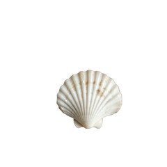 Stunning White Seashell Image