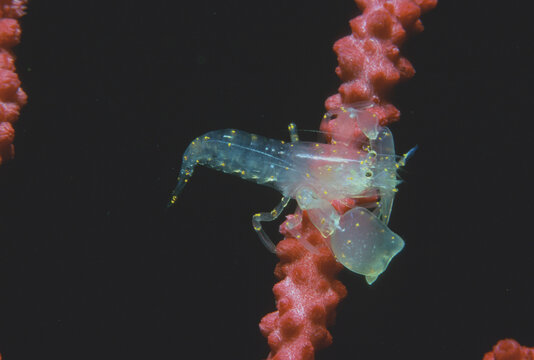 Ascidian Shrimp, or tunicate shrimp, (Pontonia aka Ascidonia Flavomaculata). This tiny transparent-bodied shrimp lives inside sea squirts. Alghero, Sardinia. Italy