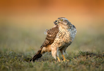 Northern goshawk bird ( Accipiter gentilis )
