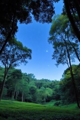 Obraz premium A serene forest scene under a twilight sky filled with stars, framed by lush trees, This image is ideal for nature blogs, meditation materials, or as a calming background for wellness content,