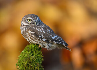 Little owl ( Athene noctua ) close up