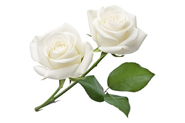 white roses isolated on white or transparent png © David Kreuzberg