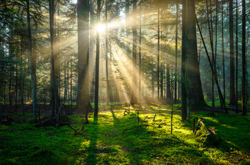 Beautiful sunny morning in green forest