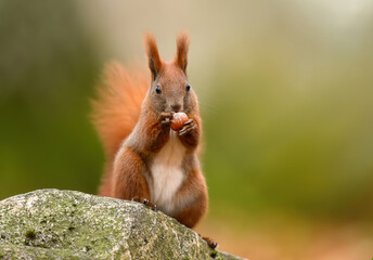 Red squirrel ( Sciurus vulgaris ) close up