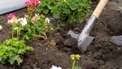 A shovel is digging into the dirt next to some flowers. The flowers are pink and white. The shovel is being used to dig a hole in the dirt