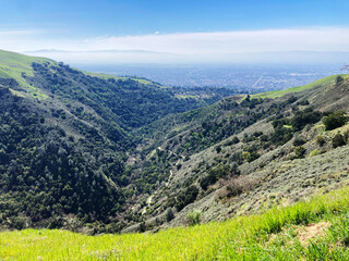 Naklejka premium Dense vegetation blankets the slopes of Alum Rock Park leading to a panoramic view of San Jose's urban expanse bordered by distant mountain ranges