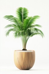 Obraz premium Potted palm plant isolated on a white background