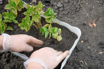 A person is planting a plant in a pot. The person is wearing gloves and is holding the plant in...