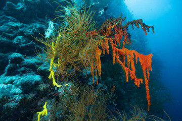 Ascidie coloniali multicolore della famiglia Didemnidae, su parete corallina, mar rosso  © Massimo