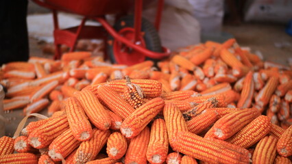 ripe fresh corn cobs from the garden. Corn harvest season,Universal food of people and animals
