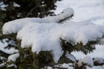 snow covered tree