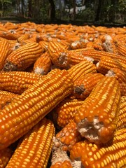 fresh corn stay under the sunlight