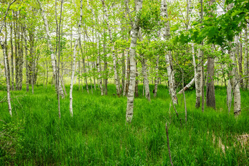 Fototapeta premium White Birch Trunks Stand In Contrast Against Bright Green Forest Floor