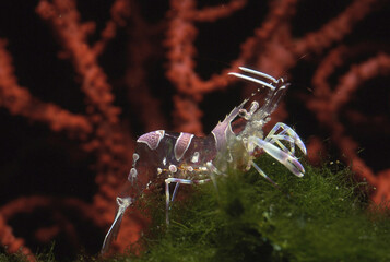 Ghost shrimp (Periclimenes amethysteus) comensal shrimp Alghero Sardinia, Italy.