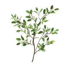 Olive branch with lush green leaves, close up. Fresh plant isolated on white background. Concept of peace and nature