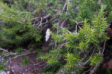 White feather in the bushes.