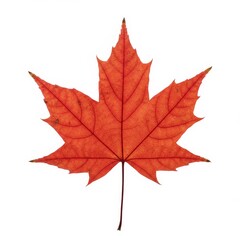 Fototapeta premium Single Red Maple Leaf - Vibrant red maple leaf isolated on a white background, showcasing intricate leaf veins and autumnal color