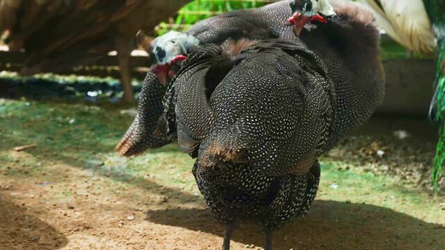 The Helmeted Guineafowl (Numida meleagris) is a ground-dwelling bird native to Africa, known for its spotted black-and-white plumage, loud calls, and helmet-like casque on its head. 