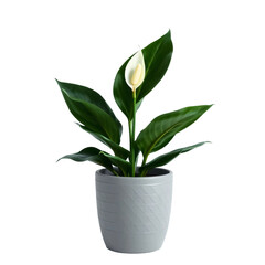 Peace Lily in pot. Tropical decorative house plant for decoration element isolated on transparent background.