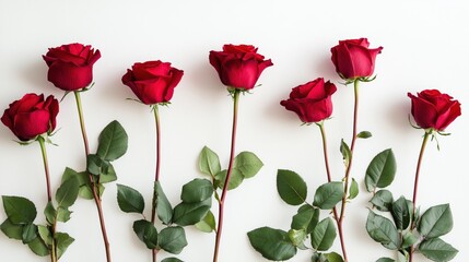 Perfectly arranged, the crimson roses exude passion and elegance, their bold color intensified by the simplicity of the plain white setting.