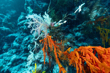 Ascidie coloniali multicolore della famiglia Didemnidae, su parete corallina, mar rosso  