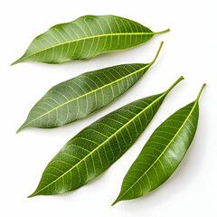 Obraz premium Collection of Lush Green Tropical Leaves