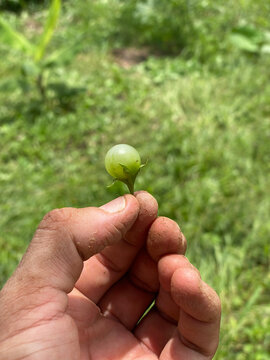 Perola vegetal