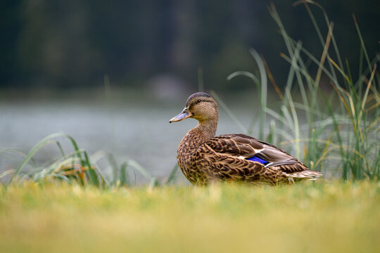 A serene female mallard duck (Anas platyrhynchos) resting on the grassy shore of a picturesque lake in the Dolomite Alps, Italy. Captured in a peaceful natural setting