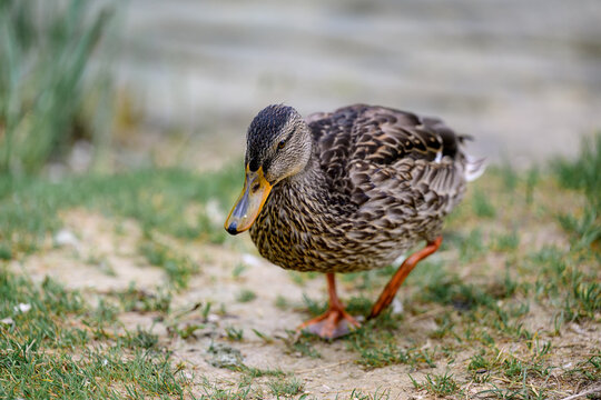 A serene female mallard duck (Anas platyrhynchos) resting on the grassy shore of a picturesque lake in the Dolomite Alps, Italy. Captured in a peaceful natural setting