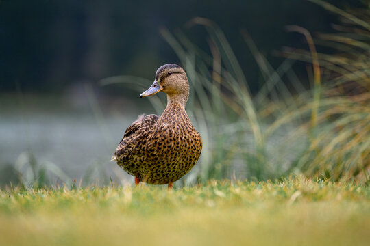 A serene female mallard duck (Anas platyrhynchos) resting on the grassy shore of a picturesque lake in the Dolomite Alps, Italy. Captured in a peaceful natural setting