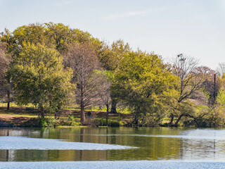 Close up of a large tree by Lady Bird Lake.