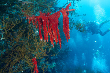 Ascidie coloniali multicolore della famiglia Didemnidae, su parete corallina, mar rosso 