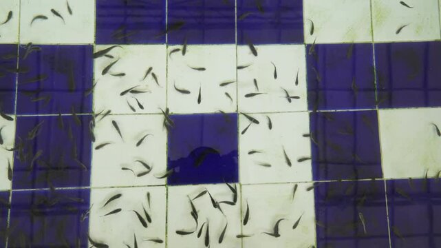 Newborn fish are called fry and go through different developmental stages before becoming fully grown. Their appearance, survival rate, and care needs depend on the species.