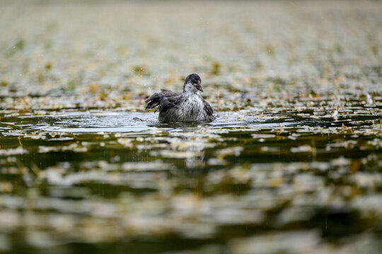A juvenile Eurasian coot (Fulica atra) swims in a tranquil alpine lake in the Dolomites, Italy. The soft focus and water reflections create a serene wildlife scene.