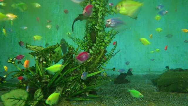 Aquarium with different colored glofish