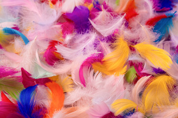 Colorful feather background, top view.