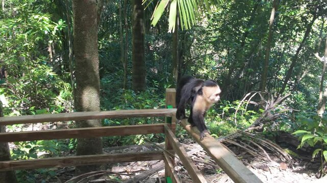 A Capuchin monkey walks on a railing with a baby on its back at Manuel Antonio, Costa Rica