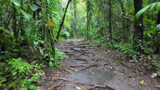 POV walking through a wet rainy dense rainforest, gliding through Costa Rica jungle