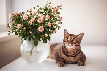Beautiful tabby cat resting beside a vase of fresh pink roses on a white table in a cozy indoor setting