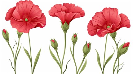 Obraz premium three red poppies