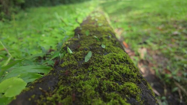 Leafcutter ants moving in slow motion with camera tracking move