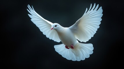 Obraz premium Serene White Dove in Flight: A Symbol of Peace and Hope