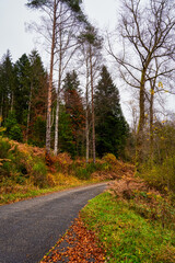 road in the woods