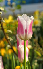 Tulipa Siesta, dark pink flowers fringed with pure white