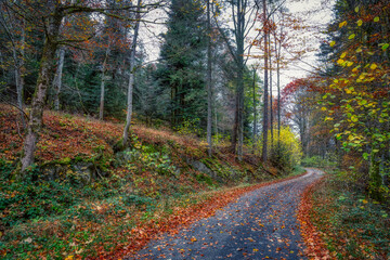 path in autumn forest
